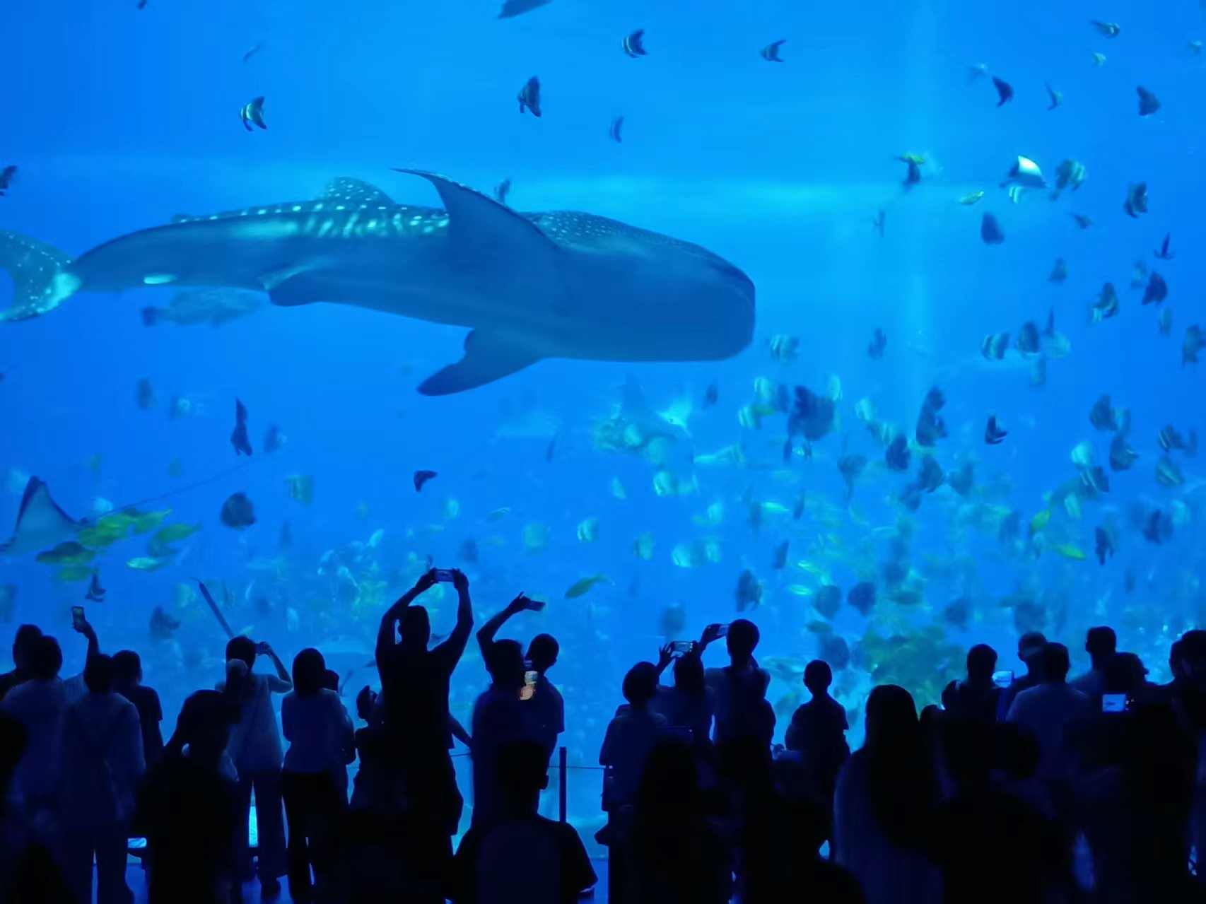 粤式海洋乐园 “粤”来“粤”叻