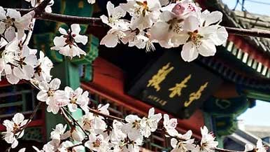 公园赏花期将持续一个月