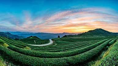 海南白沙探索融合发展之路—— 当绿茶与旅游擦出火花