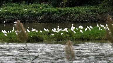 “国际湿地城市”成为优质生态名片