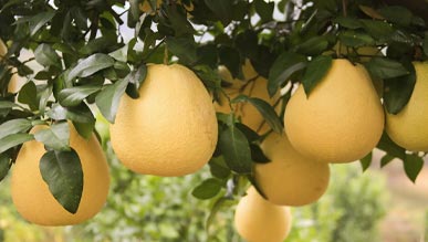 马家柚长成“致富果”