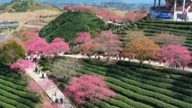 春色暖人间 多地“赏花经济”新模式不断丰富游客体验
