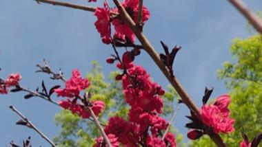 赏花经济 一路生花