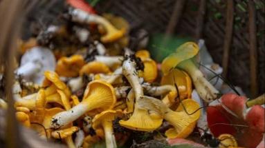 去云南采摘菌子 正在成为今年暑期旅游新时尚