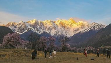林芝悄然间披粉霞 共赴雪山下桃花约
