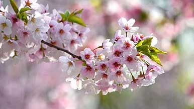 赏花经济，如何玩出新“花”样