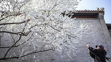 2022年清明节假期文化和旅游市场情况