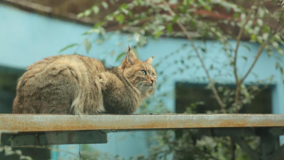 文旅新探丨西宁野生动物园：“大猫”们有了“新家”