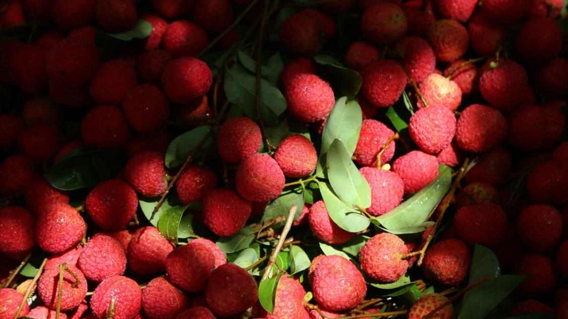 乘高铁赴广东惠来 共赴荔枝甜蜜之约