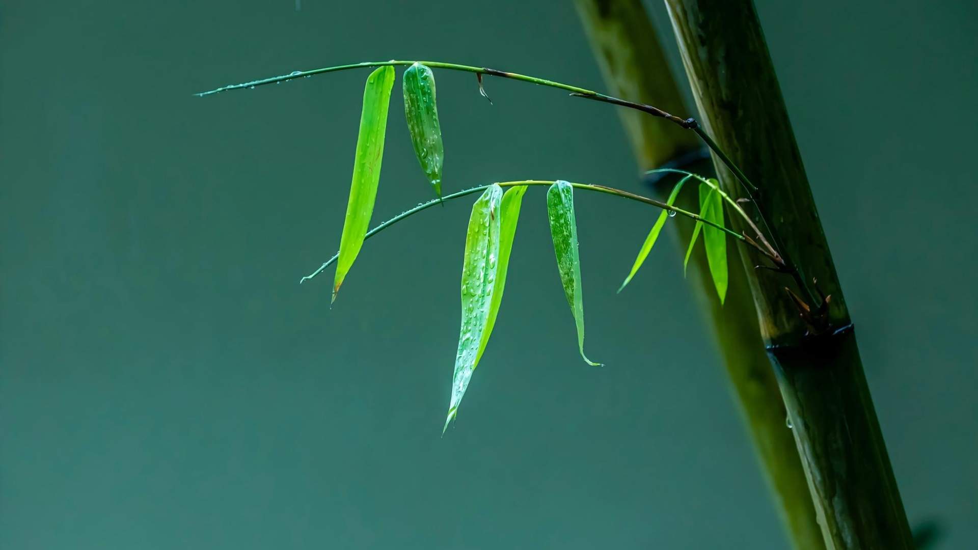 竹韵连古今 文旅向未来