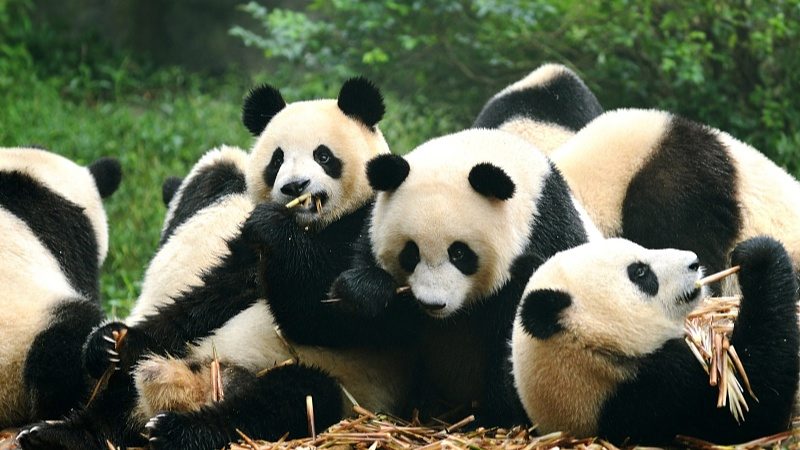 10条“跟着世运会游四川”入境游精品线路发布